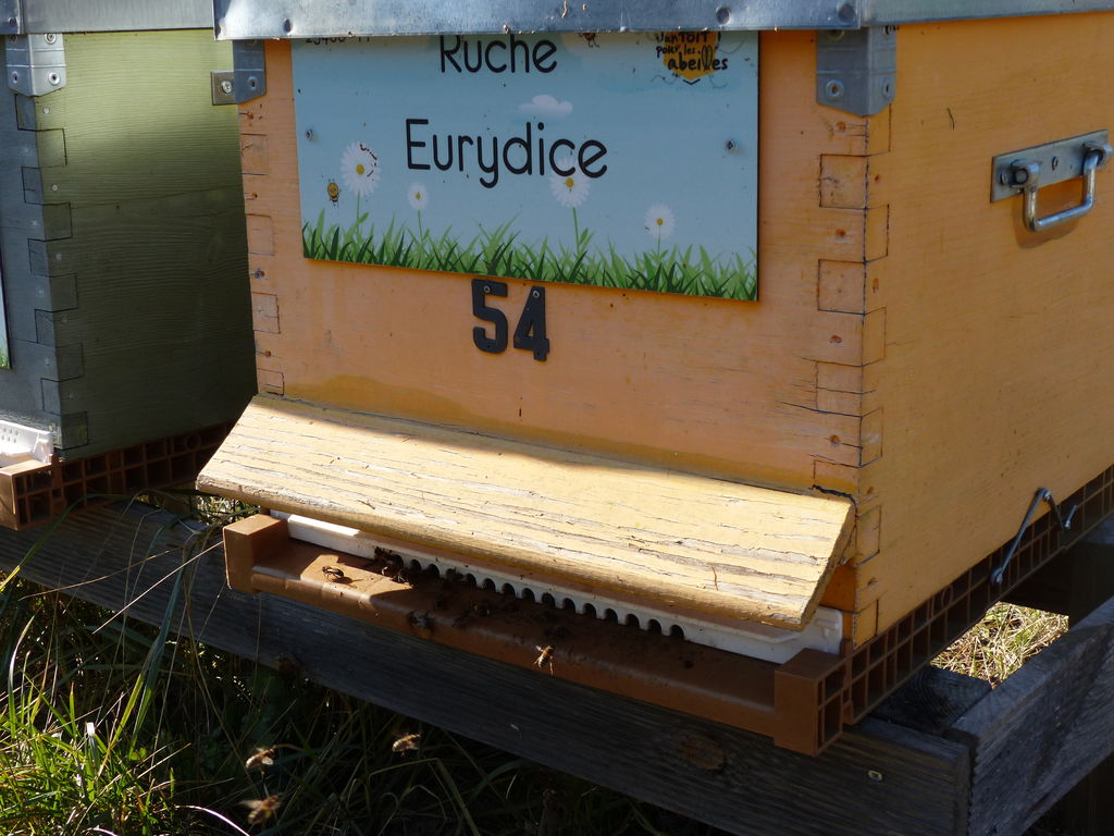 La ruche Eurydice