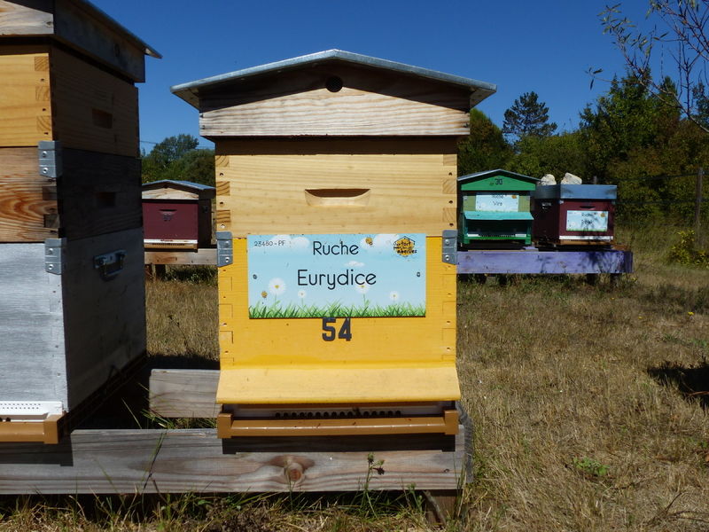 La ruche Eurydice