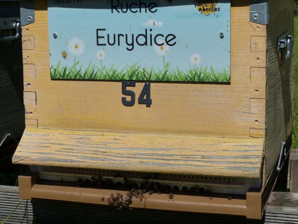 La ruche Eurydice