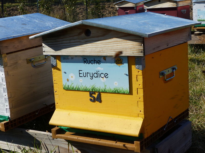 La ruche Eurydice