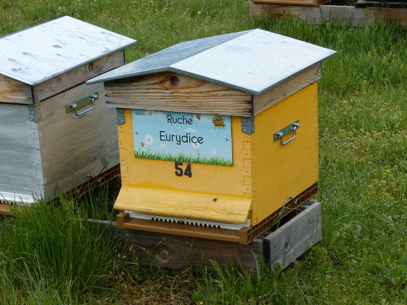 La ruche Eurydice