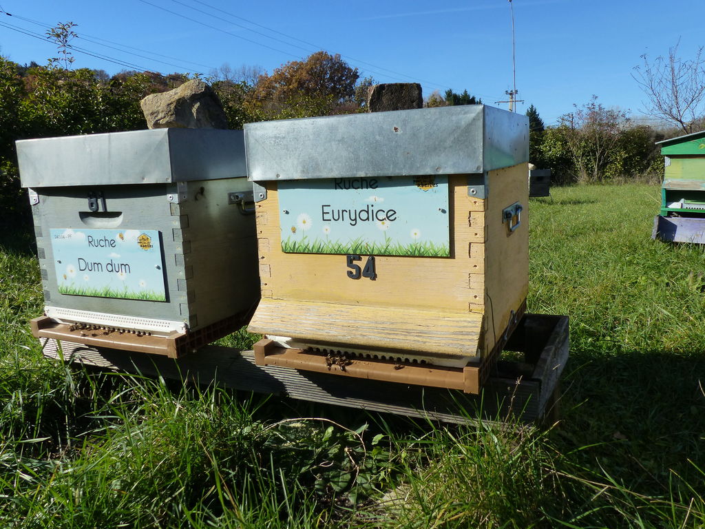 La ruche Eurydice