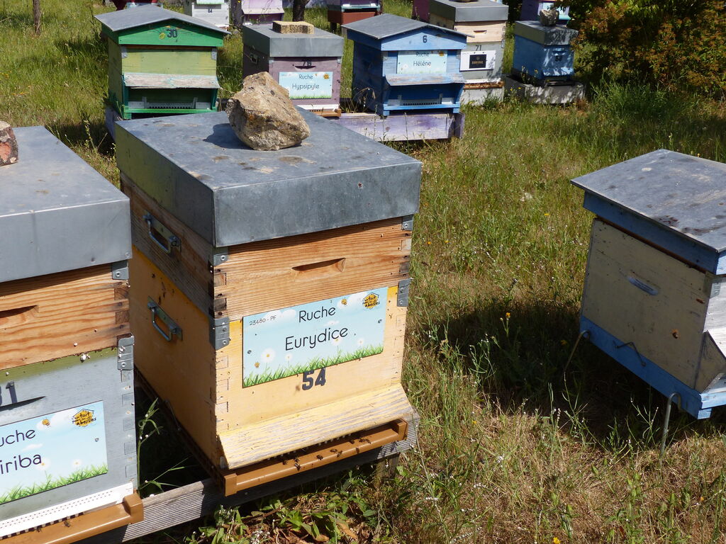 La ruche Eurydice