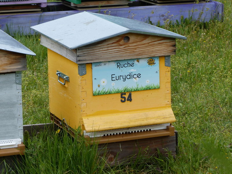 La ruche Eurydice