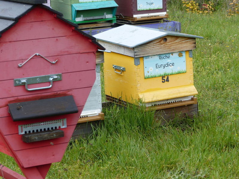 La ruche Eurydice