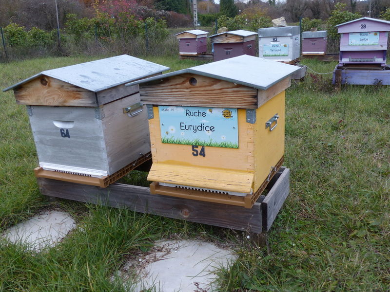 La ruche Eurydice