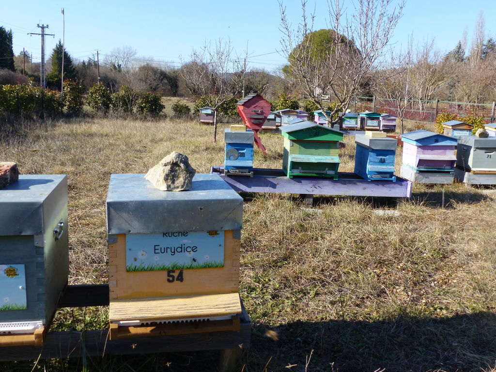 La ruche Eurydice
