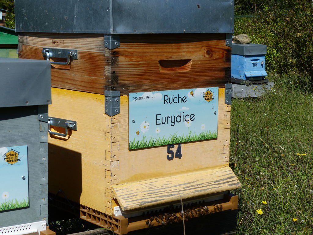 La ruche Eurydice