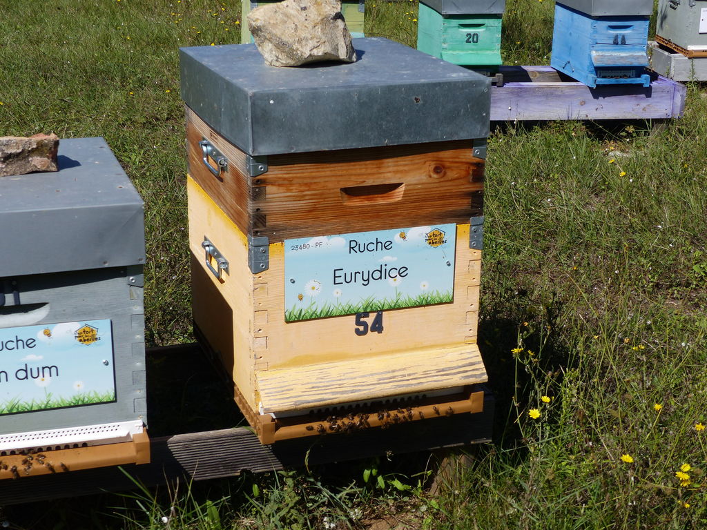 La ruche Eurydice