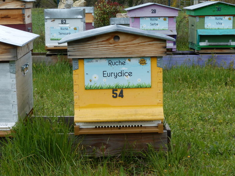La ruche Eurydice