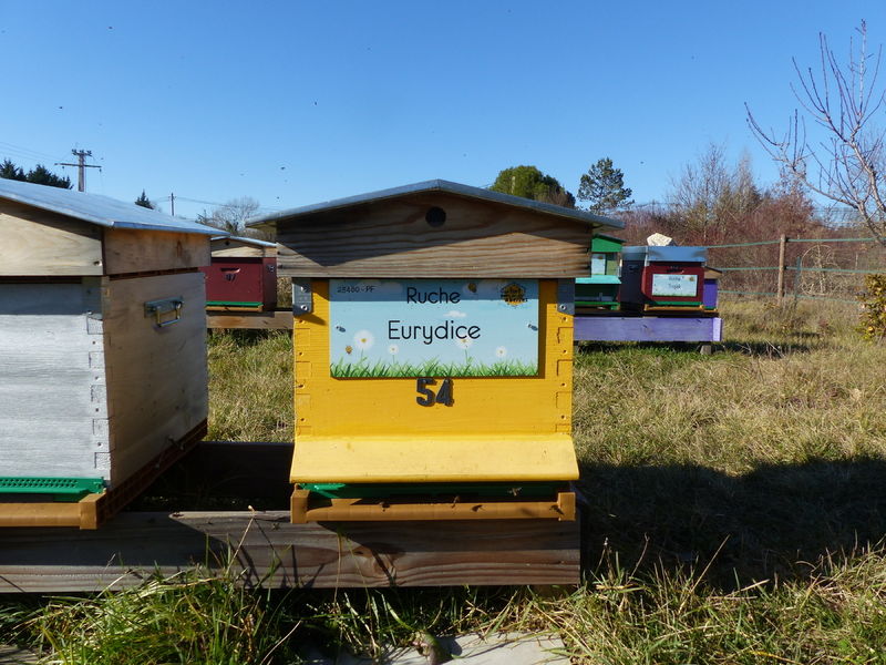 La ruche Eurydice