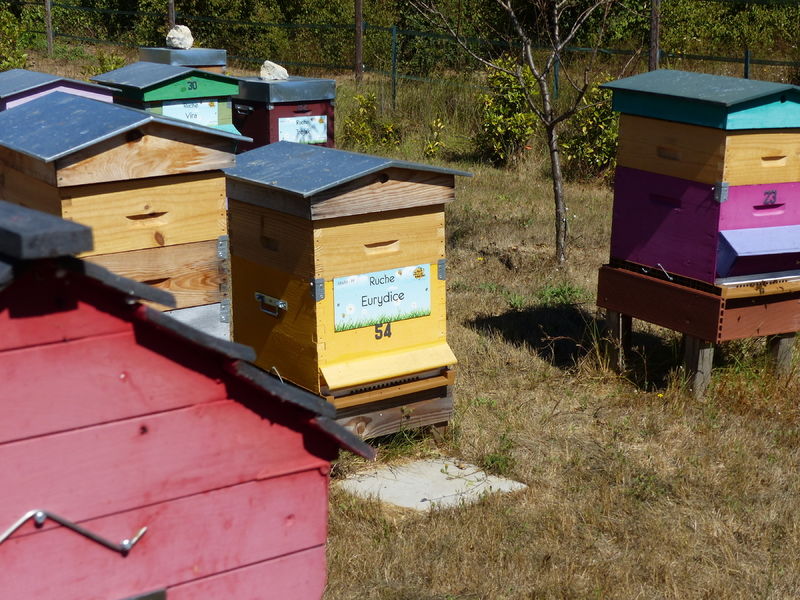 La ruche Eurydice
