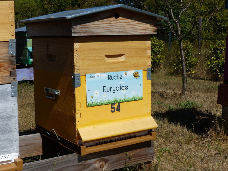La ruche Eurydice
