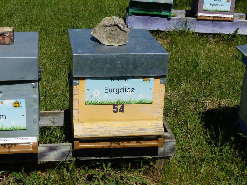 La ruche Eurydice