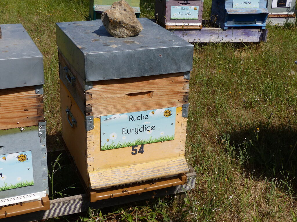 La ruche Eurydice