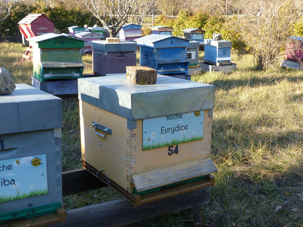 La ruche Eurydice