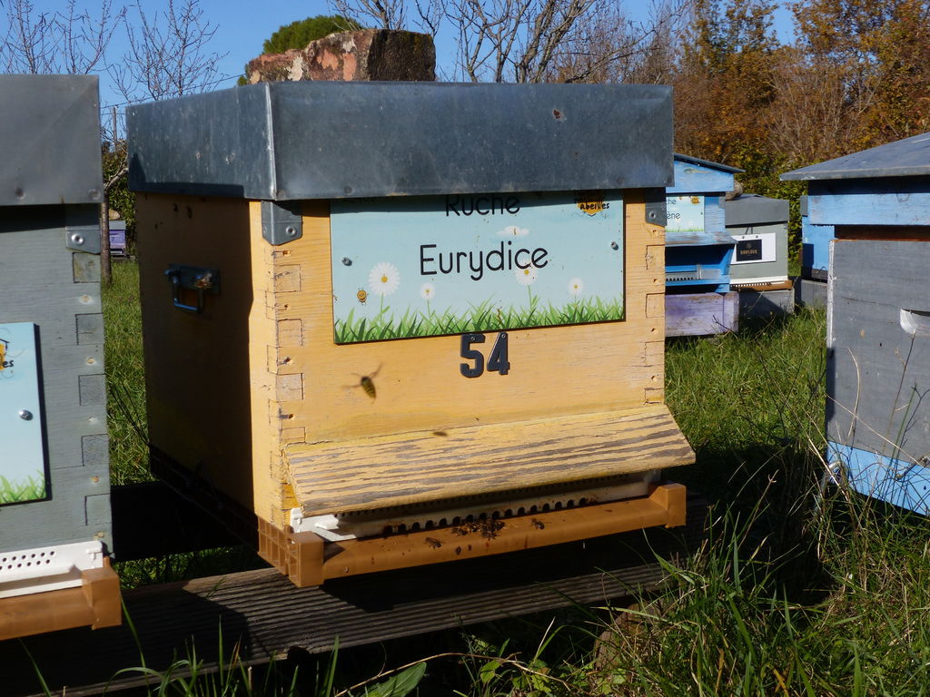 La ruche Eurydice