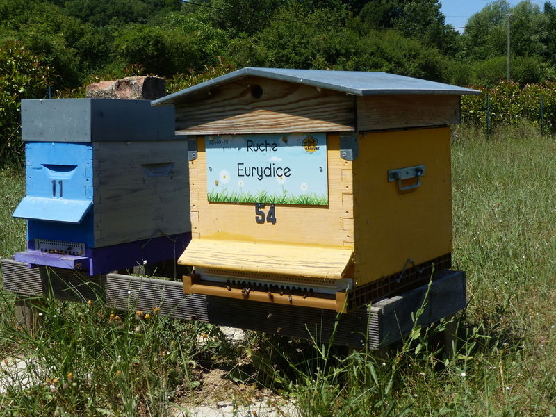 La ruche Eurydice