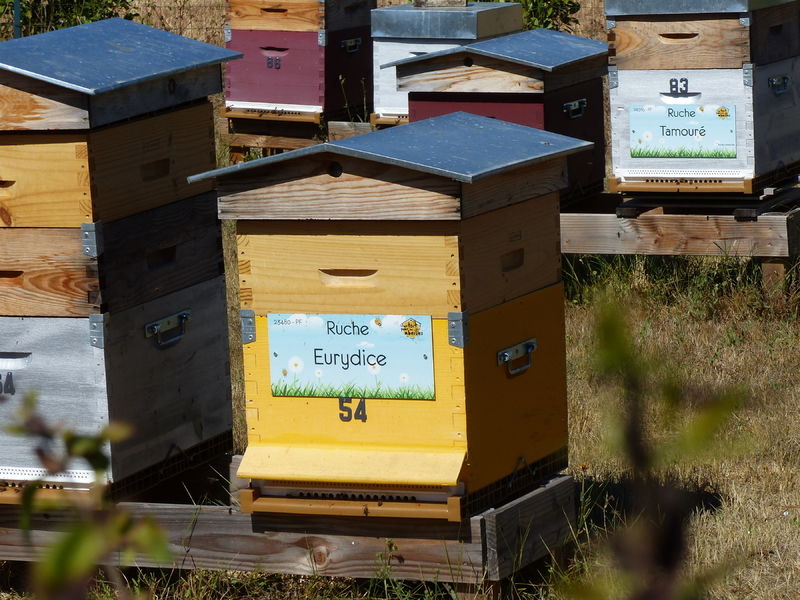 La ruche Eurydice