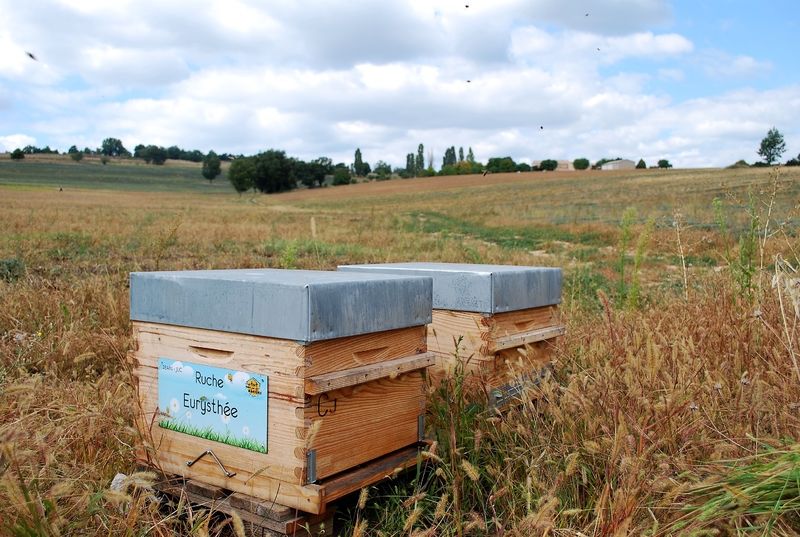 La ruche Eurysthée