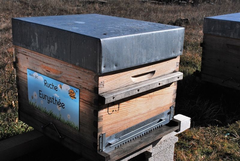 La ruche Eurysthée
