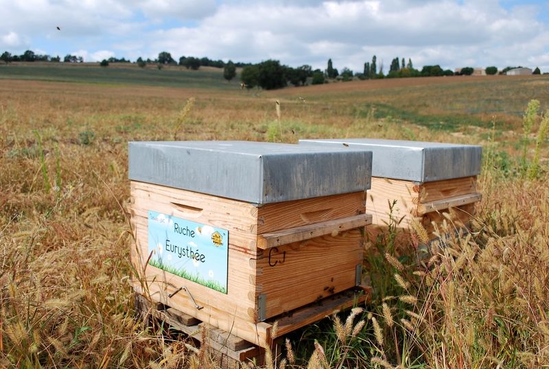 La ruche Eurysthée