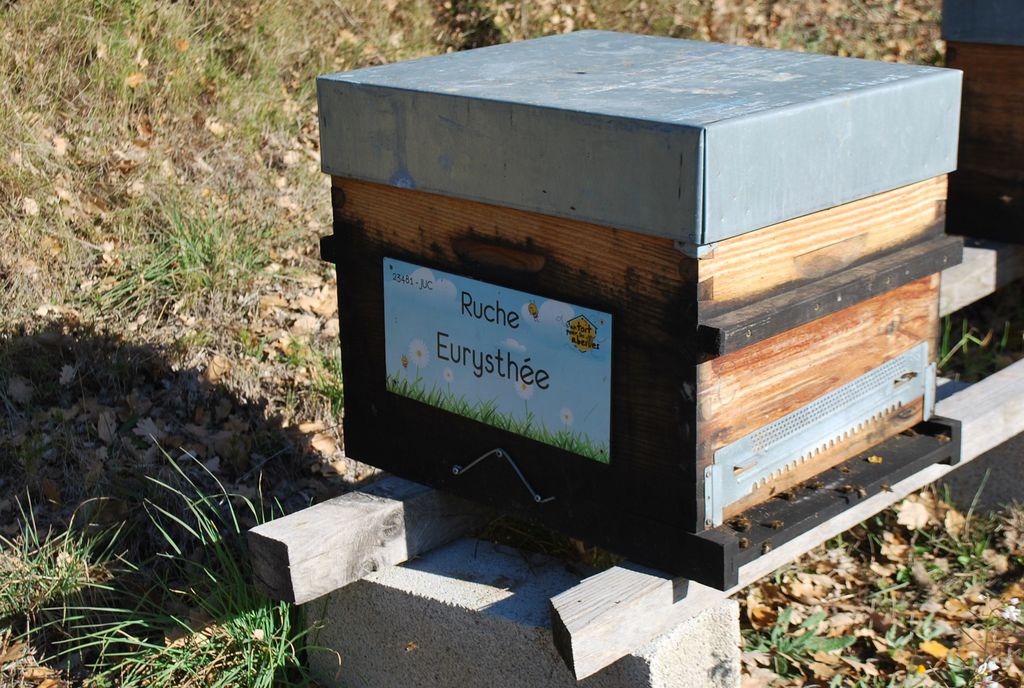 La ruche Eurysthée