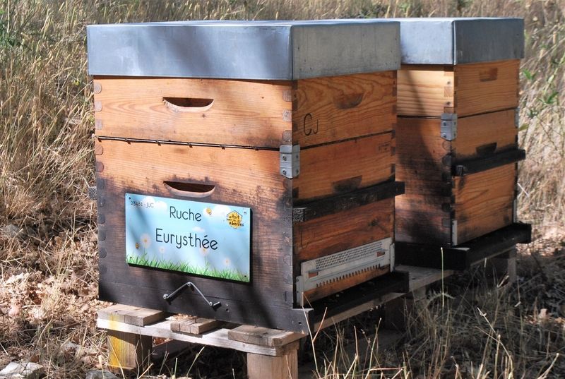 La ruche Eurysthée