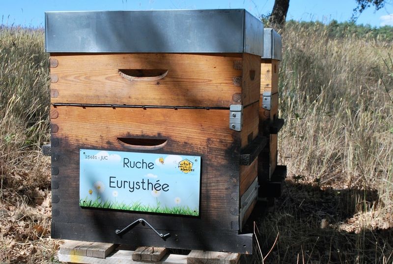 La ruche Eurysthée