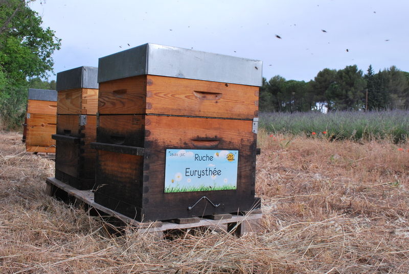 La ruche Eurysthée