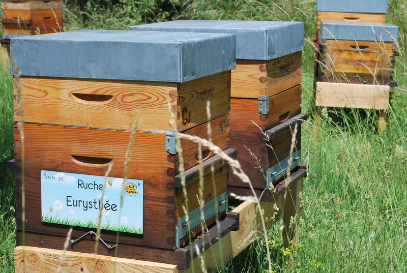 La ruche Eurysthée