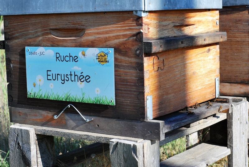 La ruche Eurysthée