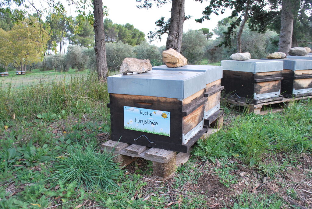 La ruche Eurysthée