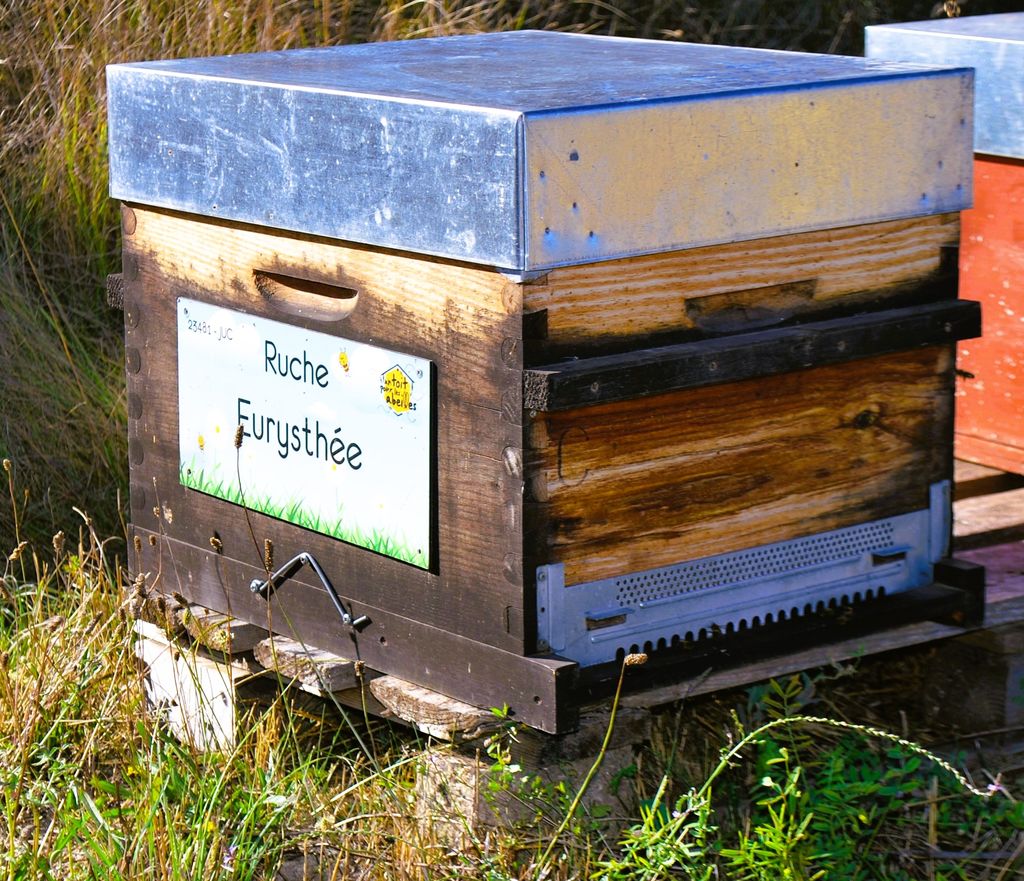 La ruche Eurysthée