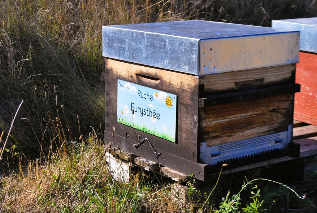 La ruche Eurysthée