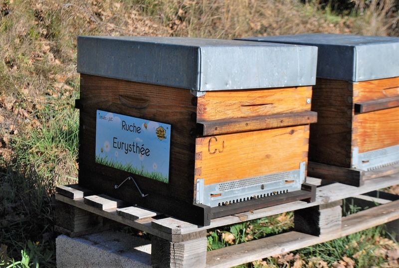 La ruche Eurysthée