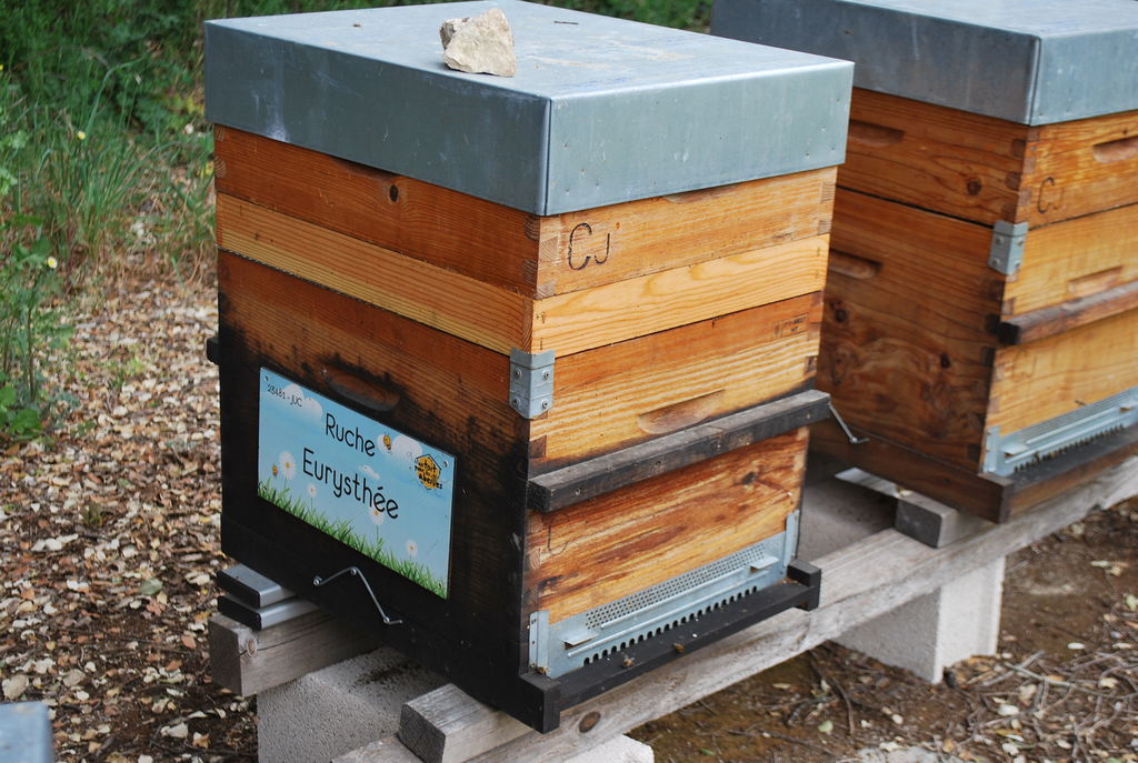 La ruche Eurysthée