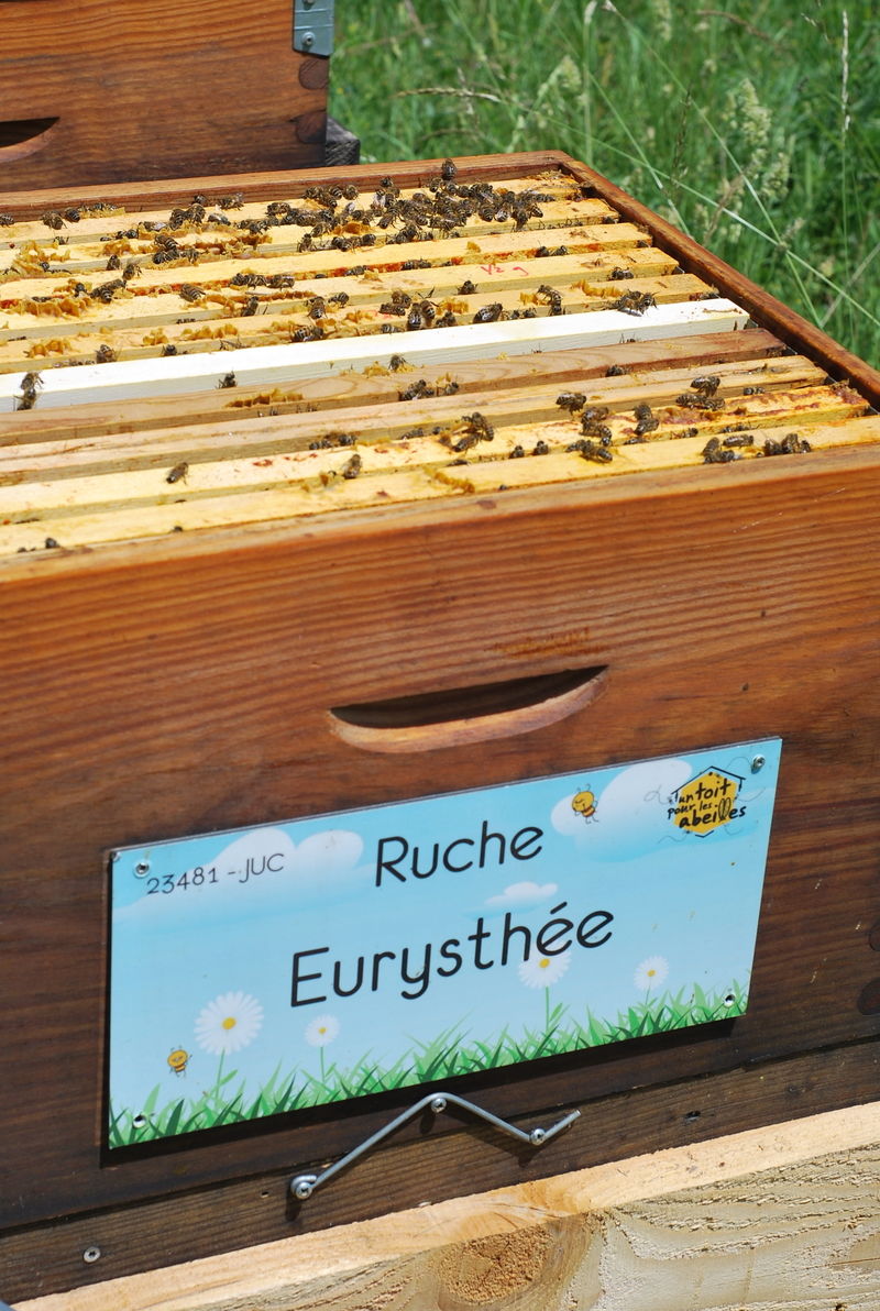 La ruche Eurysthée
