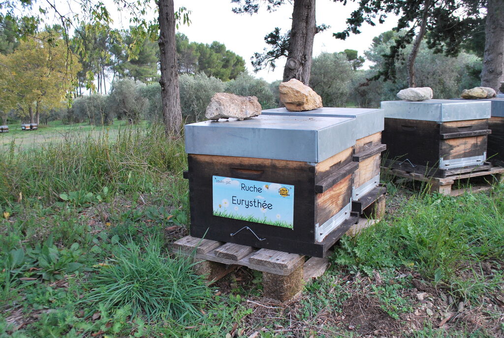 La ruche Eurysthée
