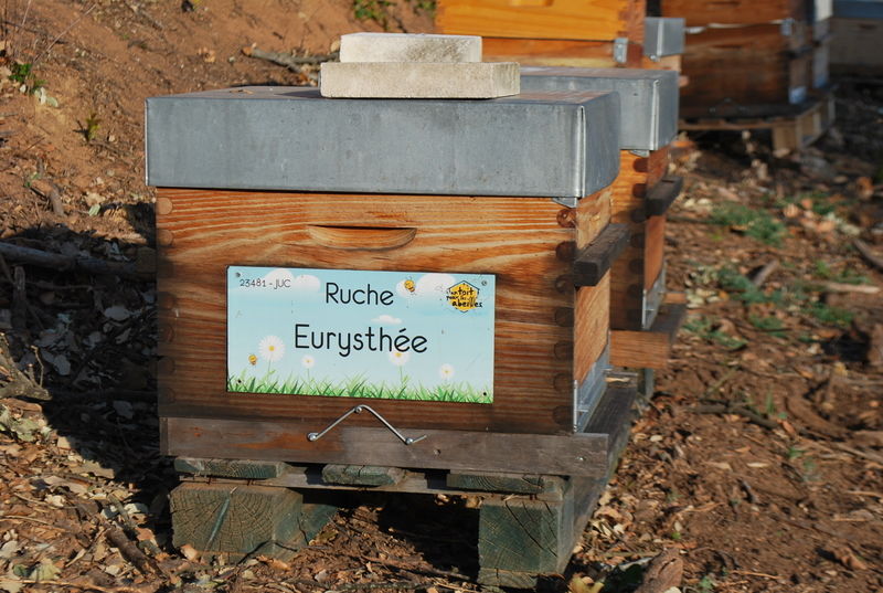 La ruche Eurysthée