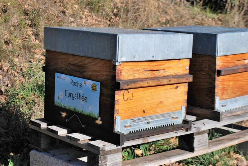 La ruche Eurysthée