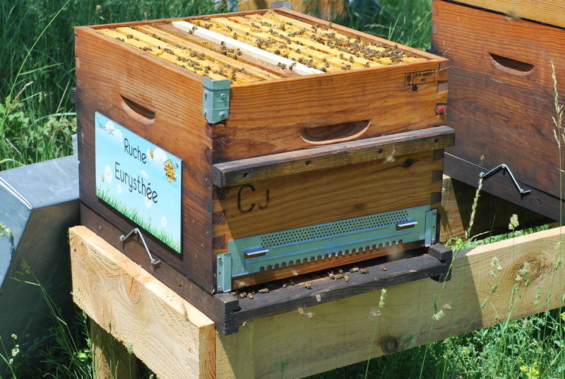 La ruche Eurysthée