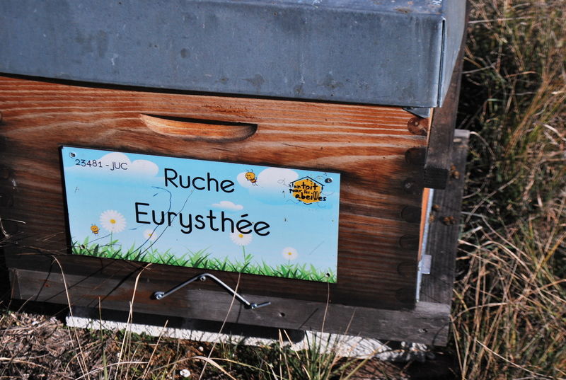 La ruche Eurysthée