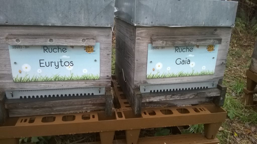 La ruche Eurytos