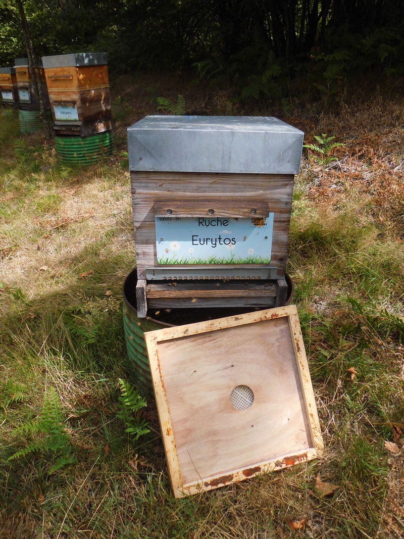 La ruche Eurytos