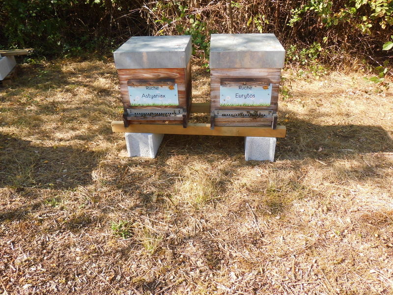 La ruche Eurytos