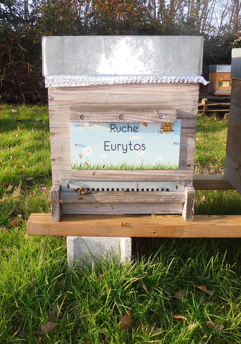 La ruche Eurytos