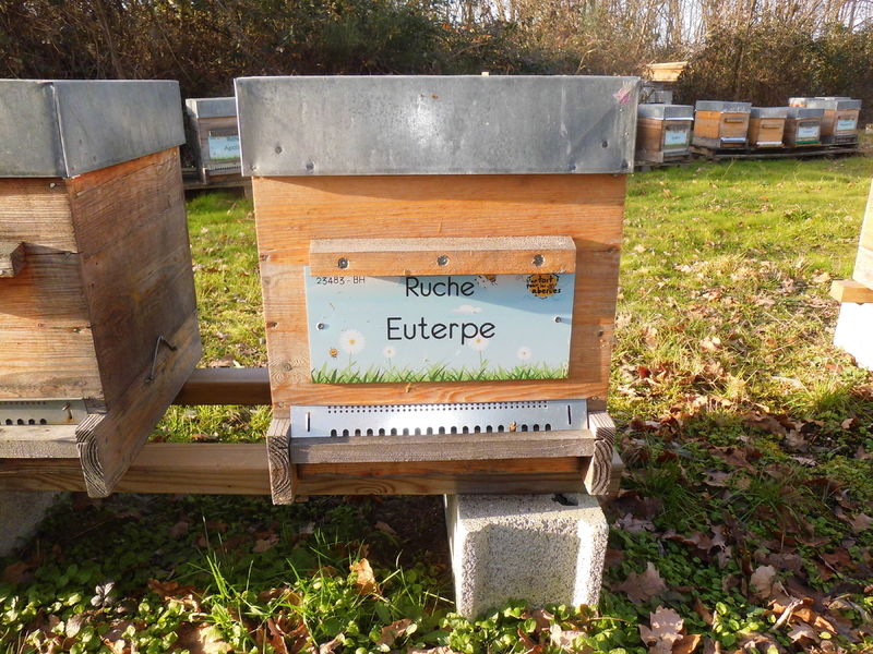 La ruche Euterpe