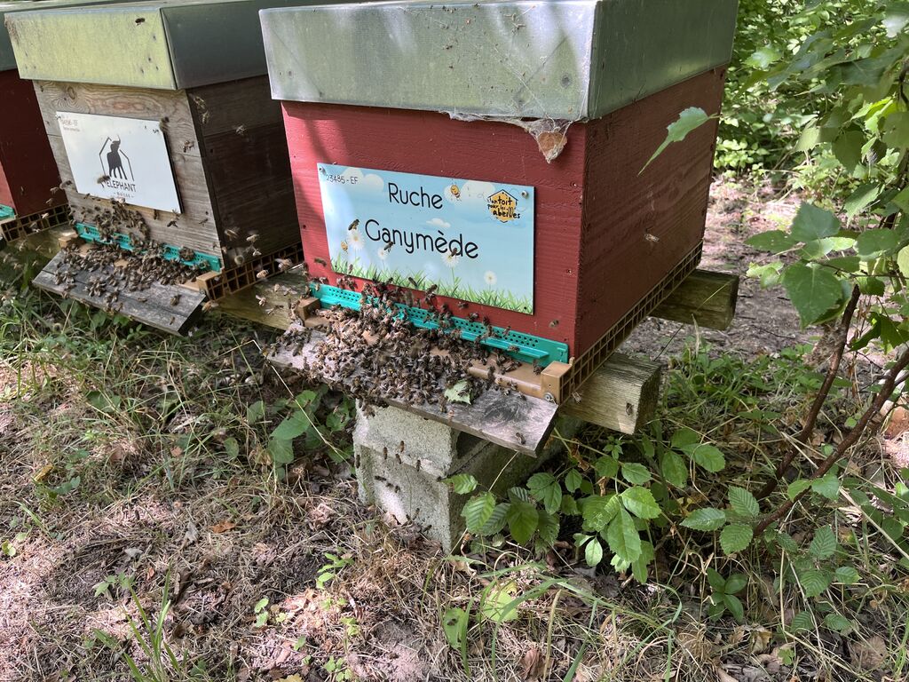 La ruche Ganymède