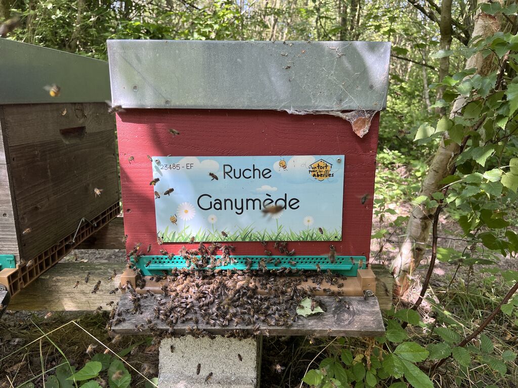La ruche Ganymède